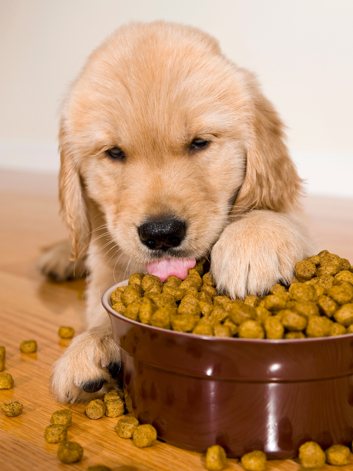 Bone Appétit
