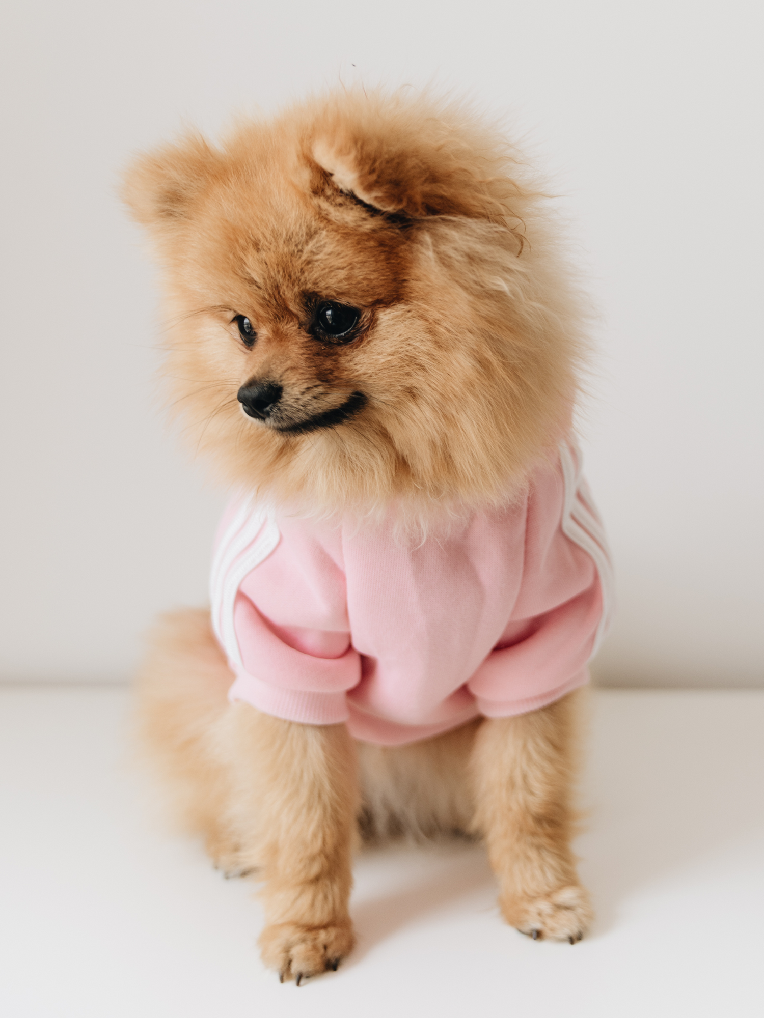Furry Fashionista