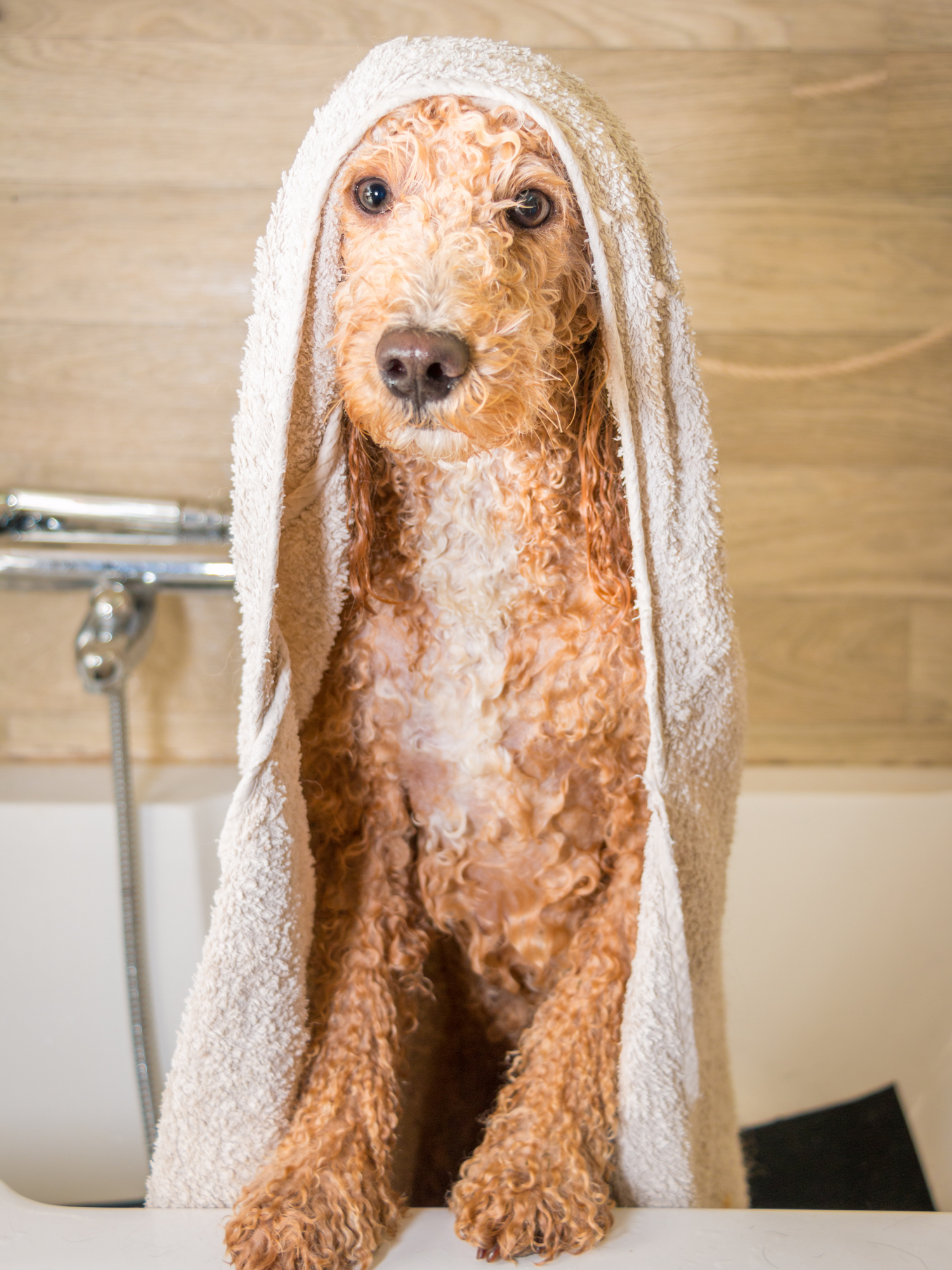 Splash, Lather, Wag!